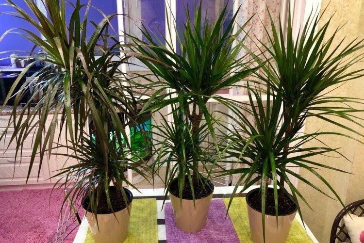 Dracaena marginata - photo