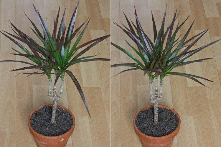 Dracaena marginata - photo