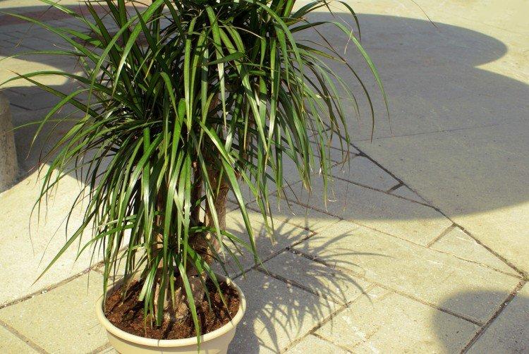 Dracaena marginata - photo