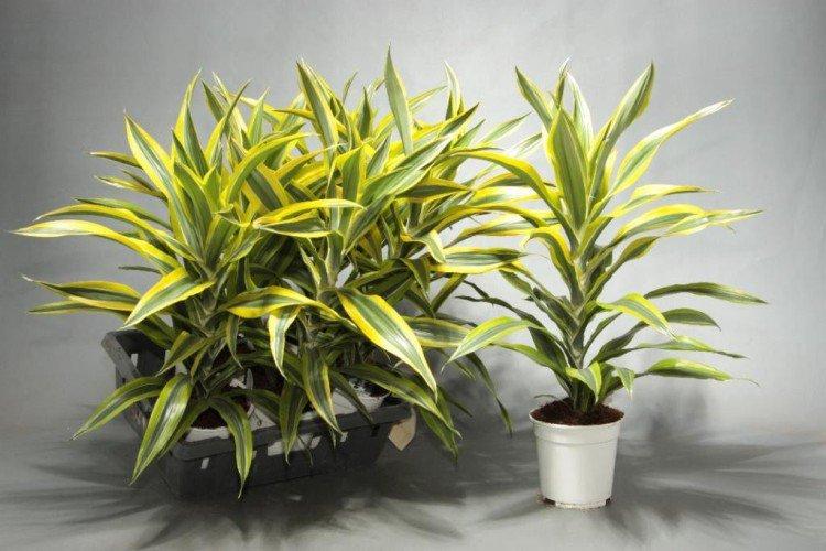 Sol - Dracaena soins à domicile