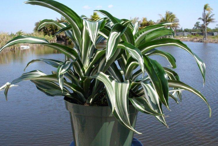 Éclairage - Dracaena soins à domicile