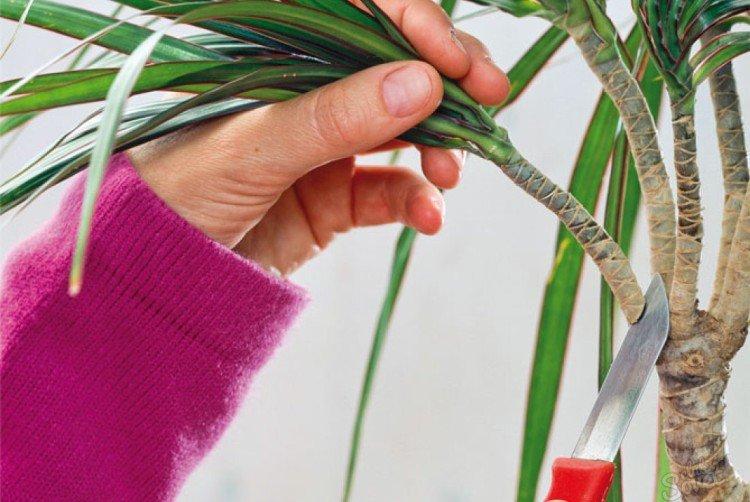 Reproduction - Dracaena soins à domicile