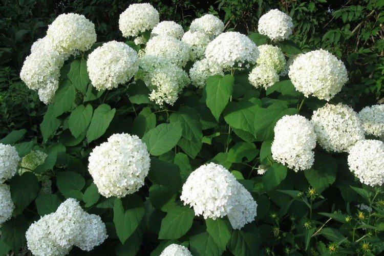 Informations générales - Hortensia arborescent