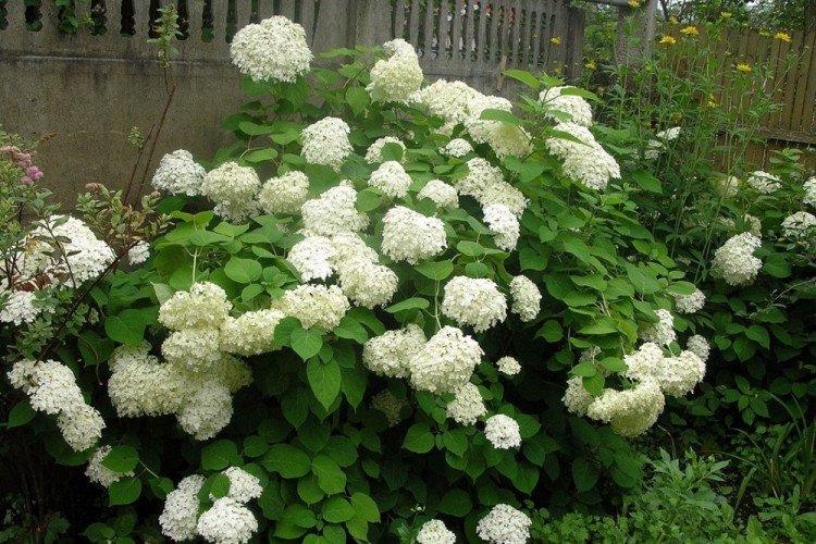 Arbre d'hortensia Annabelle