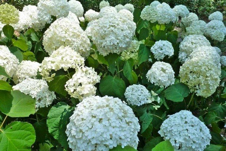 Arbre d'hortensia Strong Annabelle