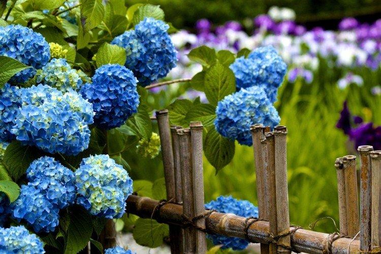 Éclairage - Soin des hortensias arboricoles