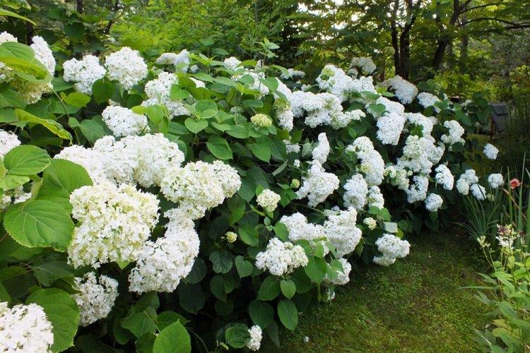 Hortensia d'arbre - photo