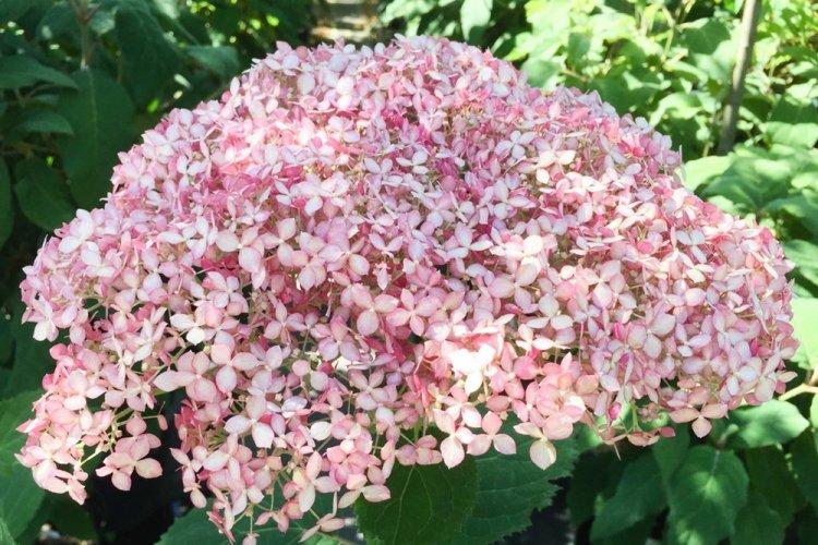 Hortensia d'arbre - photo