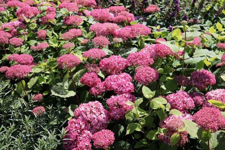 Hortensia d'arbre - photo