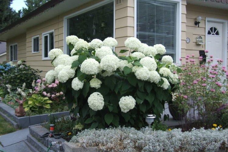 Hortensia d'arbre - photo