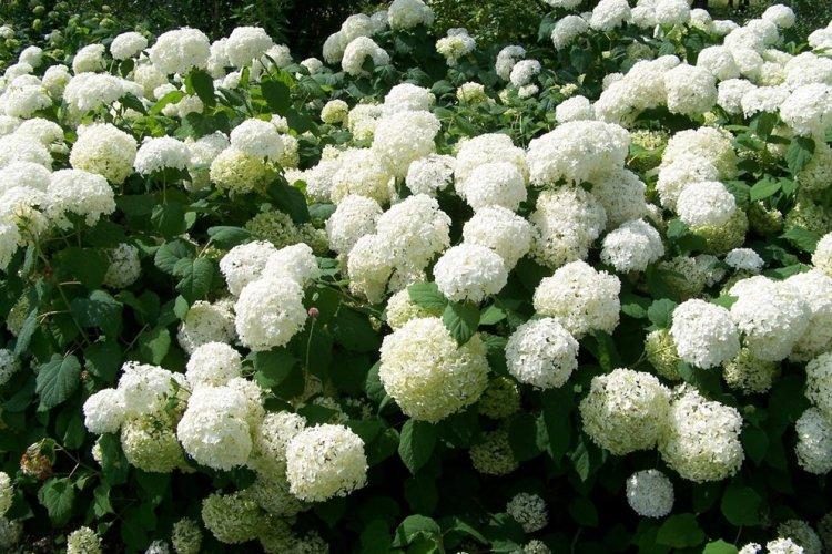 Hortensia d'arbre - photo