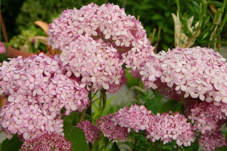 Hortensia d'arbre - photo