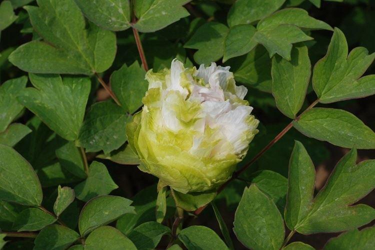 Haricots verts pivoine arbustive