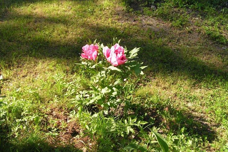 Eclairage - Tree Peony Care