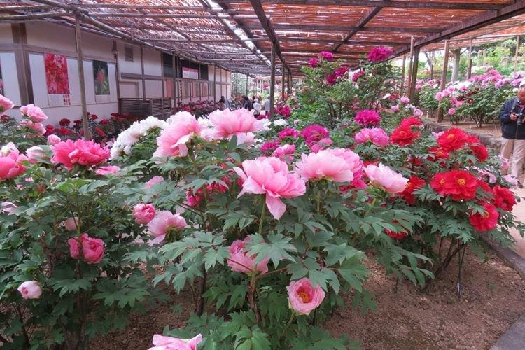 Arrosage - Prendre soin des pivoines arbustives