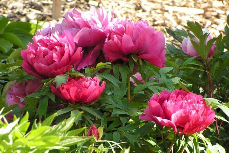 Pivoines arbustives - photo