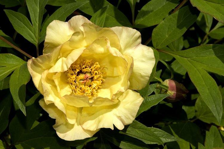 Pivoines arbustives - photo