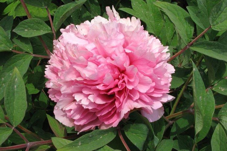 Pivoines arbustives - photo