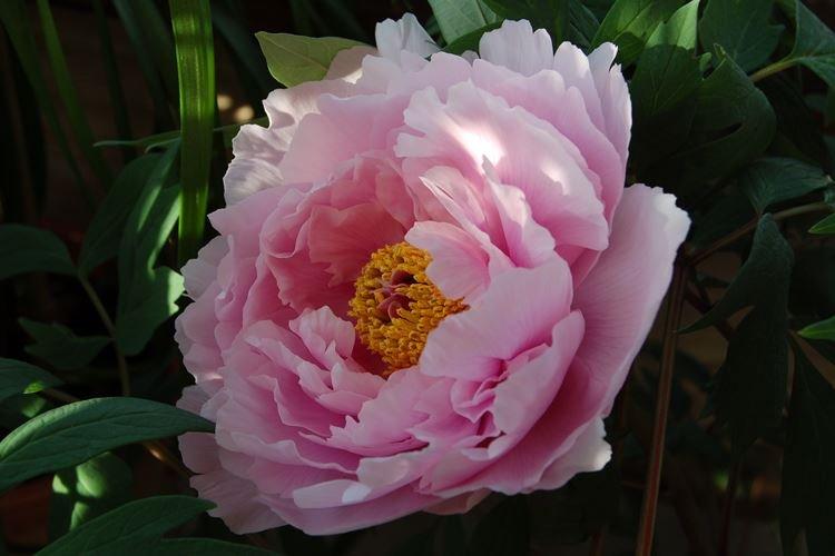 Pivoines arbustives - photo