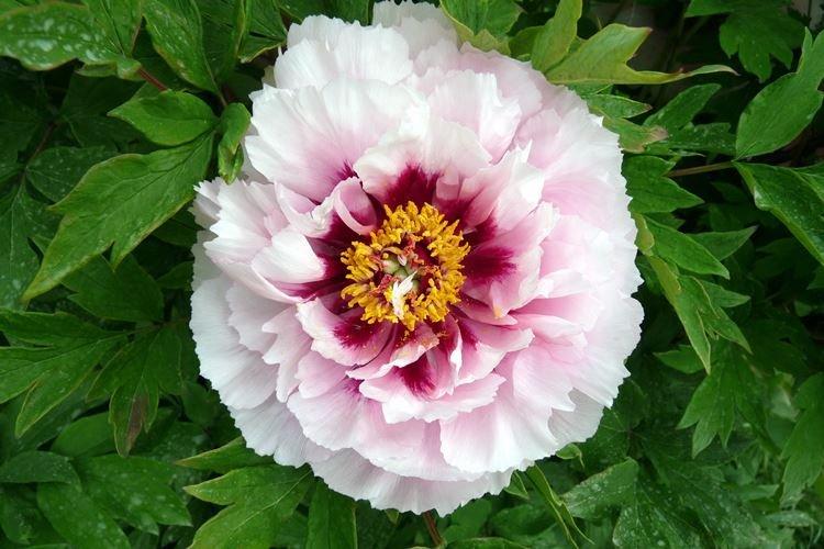 Pivoines arbustives - photo