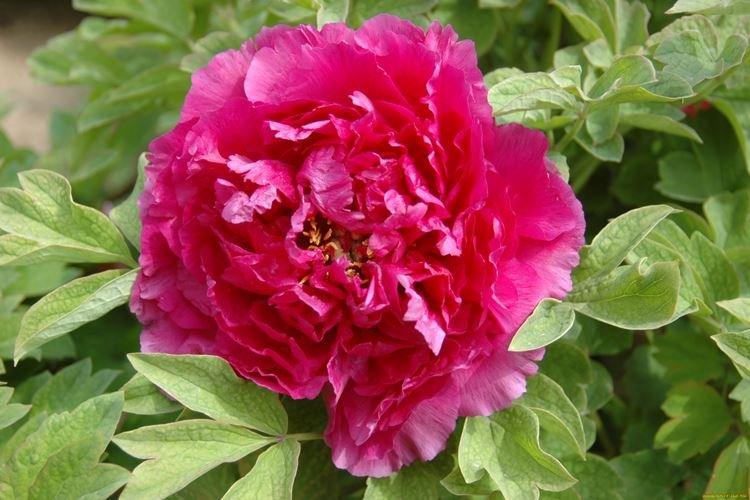 Pivoines arbustives - photo