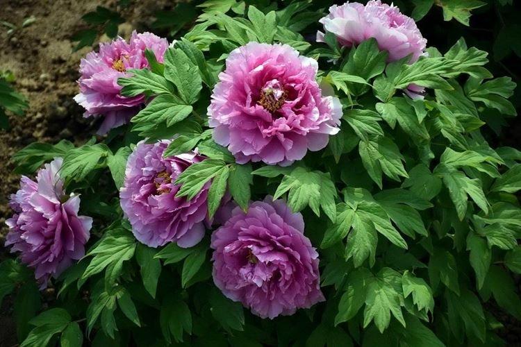 Pivoines arbustives - photo