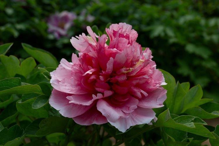 Pivoines arbustives - photo