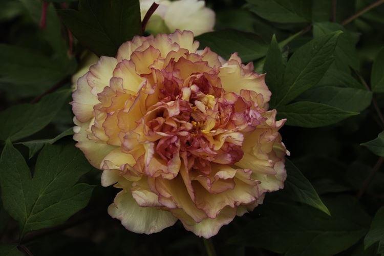 Pivoines arbustives - photo