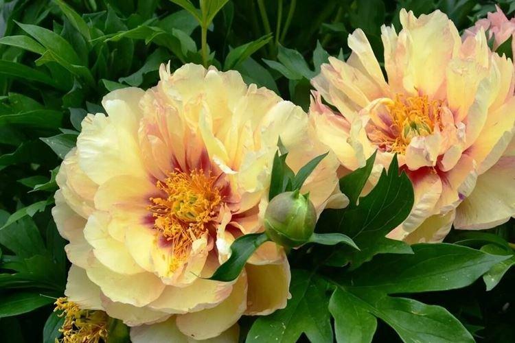 Pivoines arbustives - photo