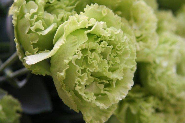 Eustoma Fringe vert menthe - Espèce Eustoma