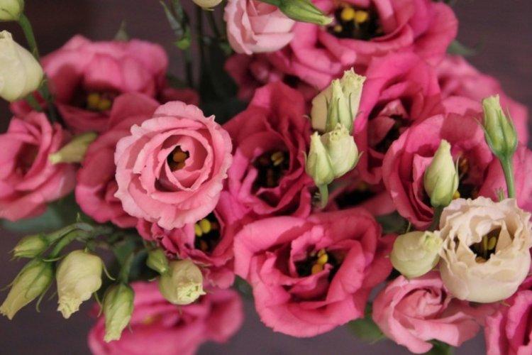 Eustoma Carmin - Types d'eustoma