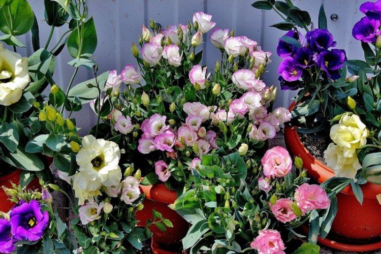 Transplantation - Eustoma Care