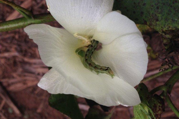 Lutte contre les parasites et les maladies - Eustoma