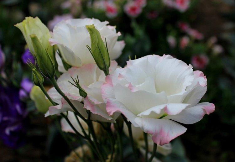 Eustoma - photo