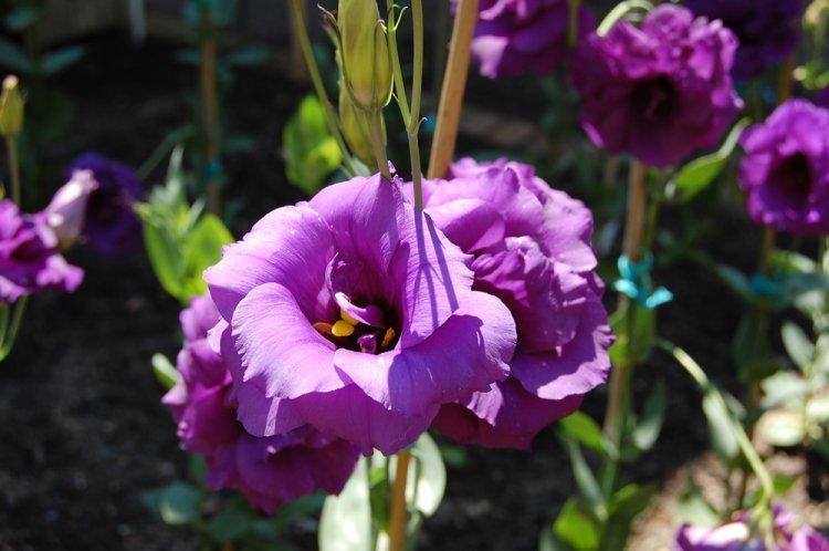 Eustoma - photo