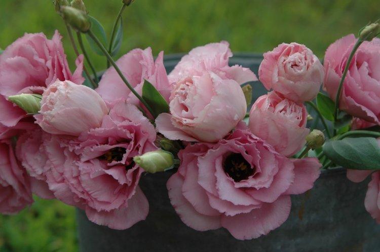 Eustoma - photo
