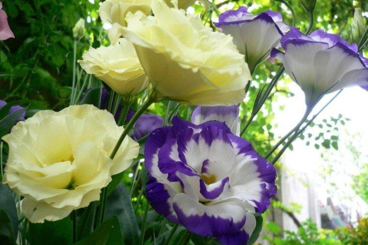 Eustoma - photo
