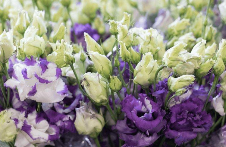 Eustoma - photo