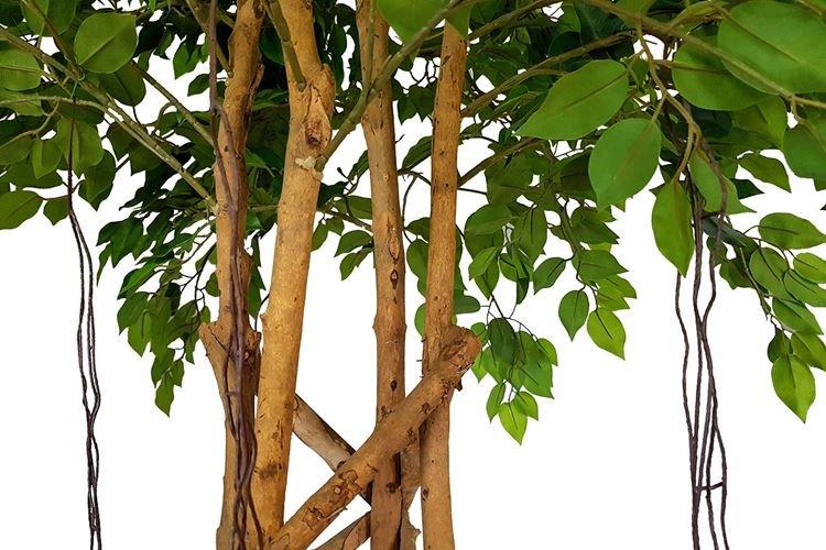 Ficus Benjamin Exotique