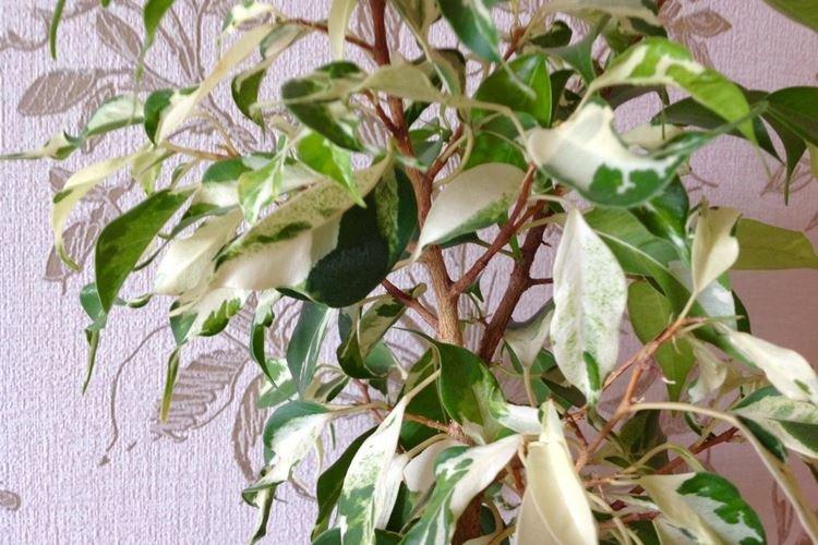 Ficus Benjamin Curley