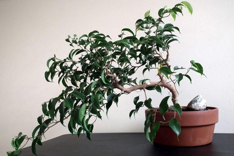Ficus Benjamin Wiandy