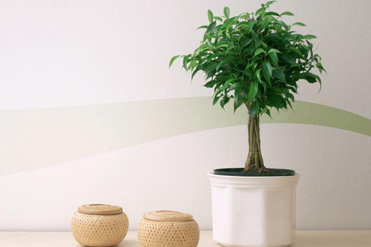 Ficus Benjamin - photo