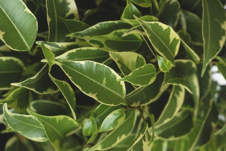 Ficus Benjamin - photo