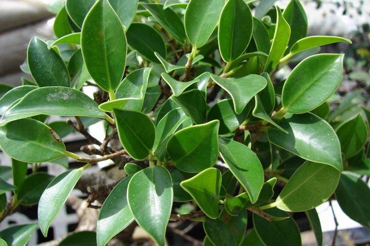 Ficus Benjamin - photo