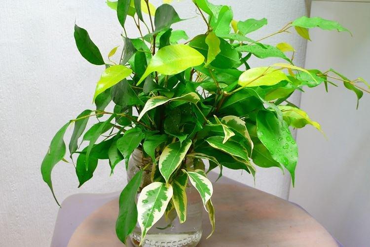 Ficus Benjamin - photo