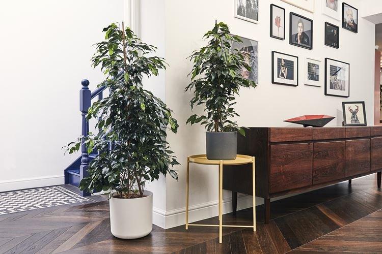 Ficus Benjamin - photo