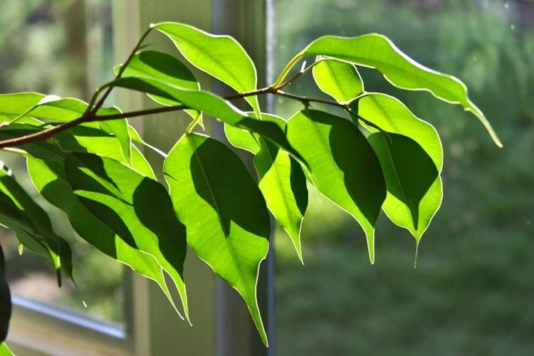 Ficus Benjamin - photo