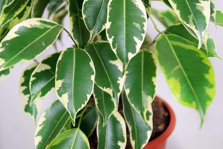 Ficus Benjamin - photo