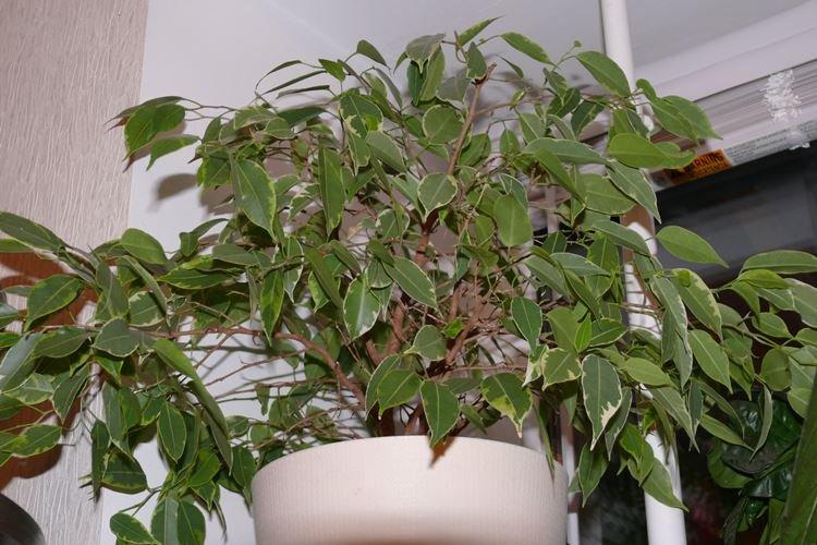 Ficus Benjamin - photo