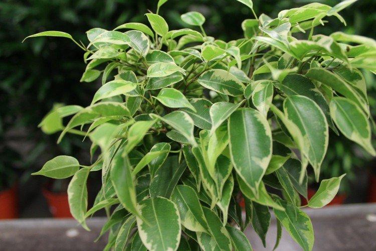 Caractéristiques principales - Ficus Benjamina soins à domicile